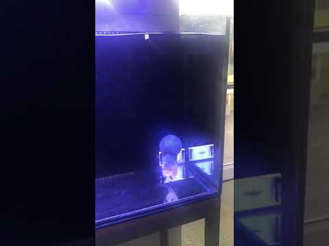 Video La hán - youtube
