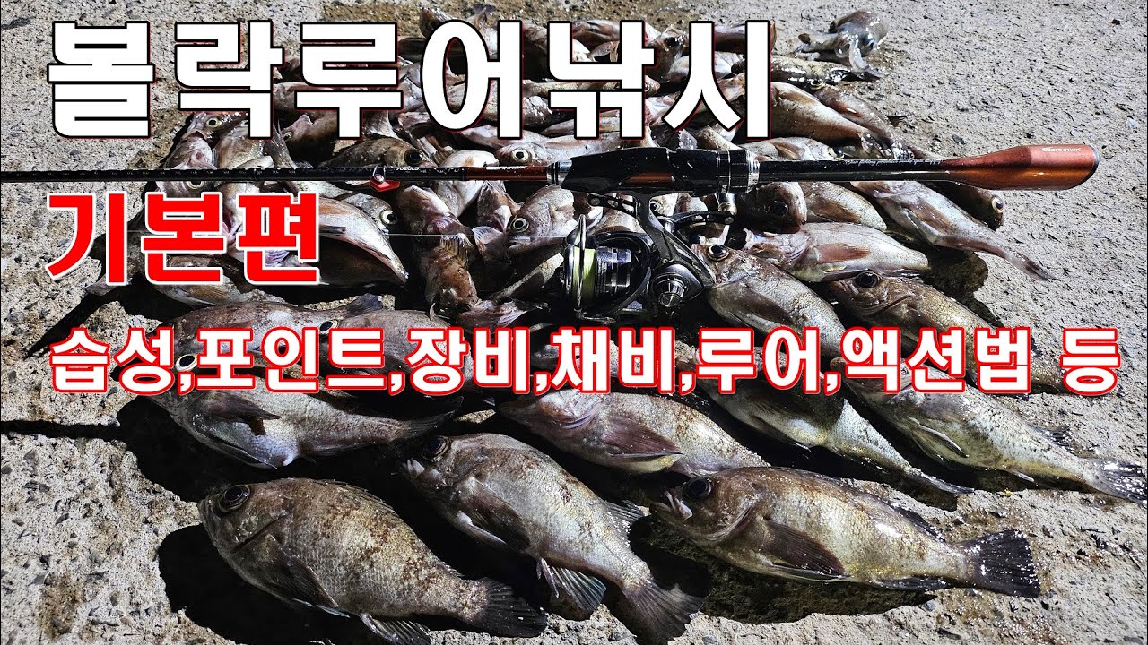볼락낚시 기본부터 알고 낚시합시다(습성,산란,태클,포인트,채비,루어,액션 등)
