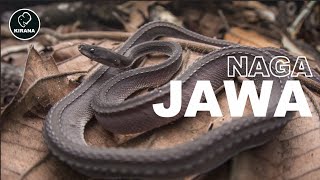 Xenodormus Javanicus : Sang Naga dari Jawa
