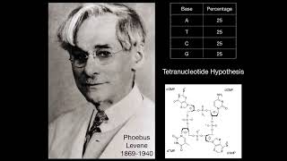 A1.2.15 Chargaff's data and falsification of the tetranucleotide hypothesis