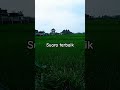 suara terbaik #music #indah #adzan #merdu #sawah #pendopo #masjid #sholat #muslim #shorts #maxim