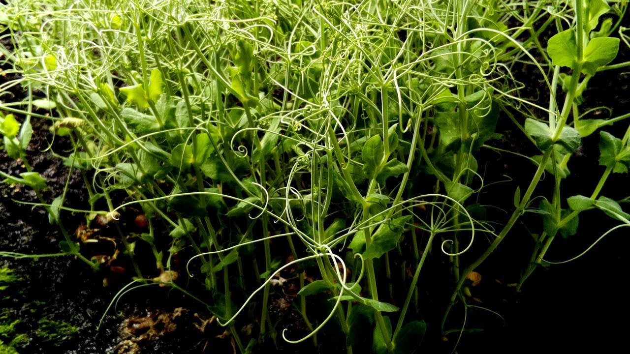 Peas Growing Time Lapse YouTube