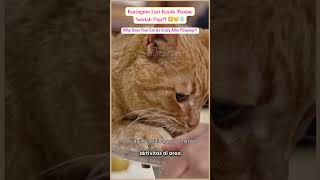 Kucingmu Lari Kayak Maniac Setelah Pup?! 😳🐱💨