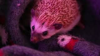Hedgehog Making Strange Sounds