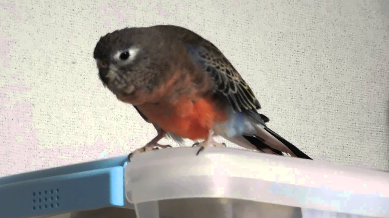 アキクサインコ雄の囀り Youtube