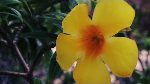 Motionbolt.com - Summer Golden Flower 2