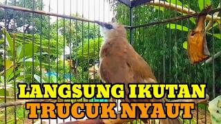 Suara Burung Trucuk Gacor Memanggil Lawan Pancingan Trucukan Betina Memanggil Jantan