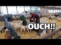 My babies are mad at me  dodging grumpy bottle lambs bad weather and ducks vlog 789