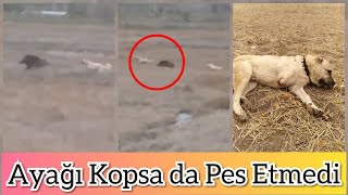 Domuz Vs Kangal Ayağı Koptu Veteriner Uyutalım Dedi Izin Vermedik 