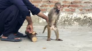 play with monkey 🐒#babymonkey #animal #animalht #art #nature