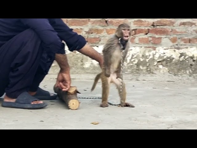 play with monkey 🐒#babymonkey #animal #animalht #art #nature class=