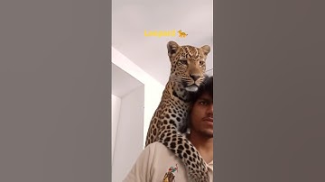 leopard 🐆trend from leopard leap tutorial☠️😈#tutorial #leo #filter #trend #trending #new