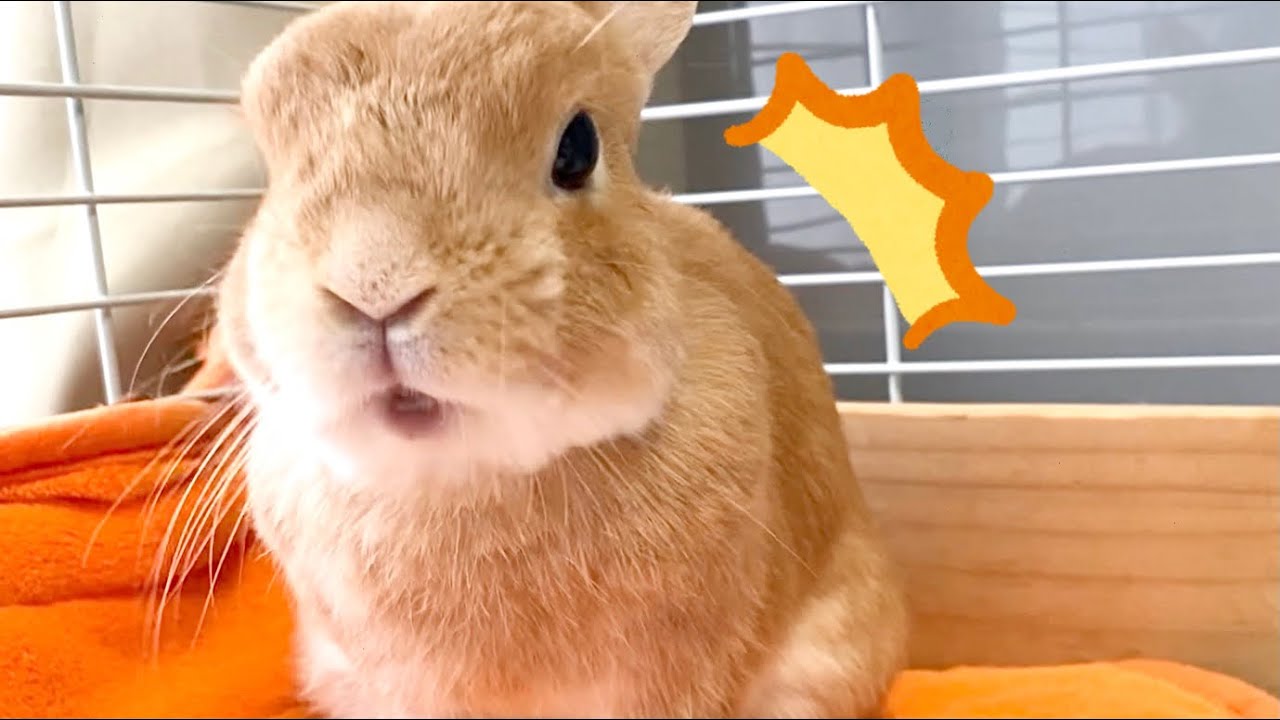 模様替えされてめちゃくちゃ怒るうさぎさん A Rabbit Is Angry Because Of Changing House Youtube
