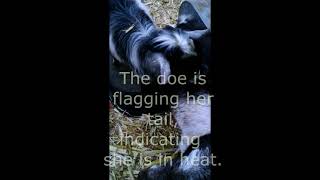 Breeding A Small Buck To A Big Doe