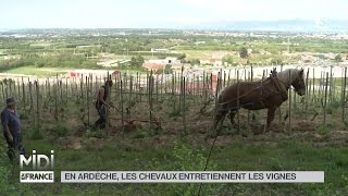 ANIMAUX : En Ardèche, les chevaux entretiennent les vignes