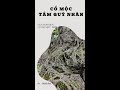 Cổ Mộc Tầm Quý Nhân | Gã Đầu Bạc - Vua Tùng