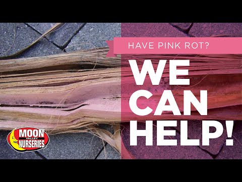 Video: Pink Rot Palm Treatment - Tswj Kab Mob Ntshav Qab Zib Hauv Palm
