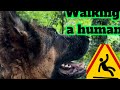 How to walk a human german shepherd style 