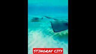 WATCH THIS CLOSE ENCOUNTER WITH STINGRAYS!!! | AMAZING CREATURES!!! #Shorts