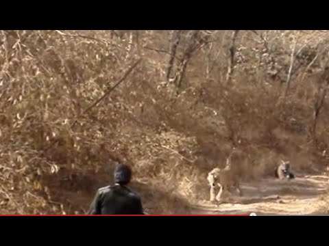 Shani Vilas - An Ethnic Wildlife Resort