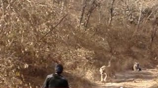 Tigers in India's Ranthambore National Park chasing ranger