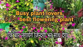 Complete information about Mirabilis Jalapa,Gul Abbas,4'O clock पूरी जानकारी उगाने से देखभाल करना