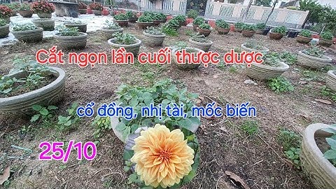 Ngày 25/10 trồng hoa thược dược nào bấm ngọn được 2 lần