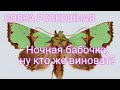 Нумизматика. Совка роскошная. Бабочка из подземной гусеницы. 2 гривны, Украина, 2020