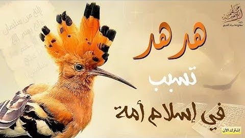 سورة النمل مبدوءة من أول قصة سليمان والهدهد وبلقيس الشيخ ماهر المعيقلي