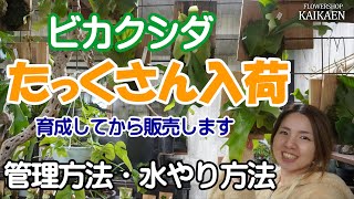 ビカクシダ　たくさん入荷　育成　管理方法　水やり方法　育成ライト【おうちでグリーン】【おうちでガーデニング】開花園チャンネル