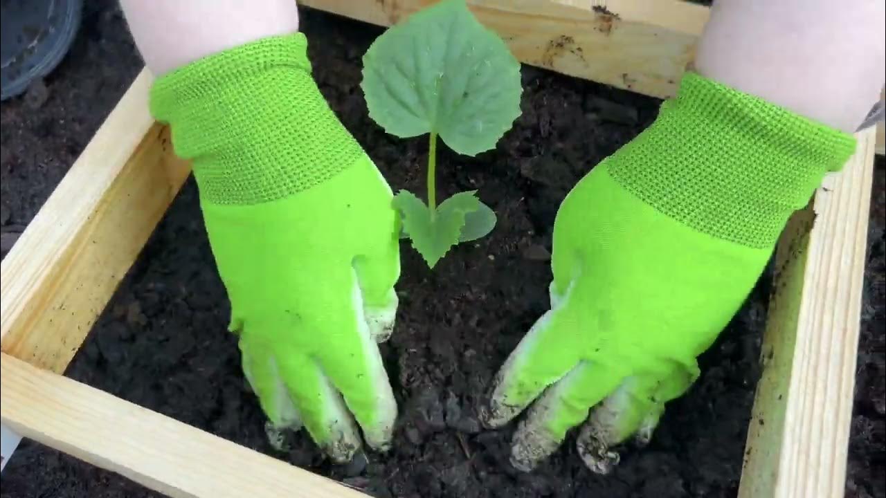 Квадратные Грядки для Маленького Огорода. Компактное выращивание. - YouTube
