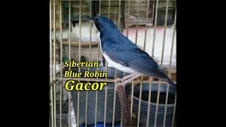 Siberian blue robin // gacor