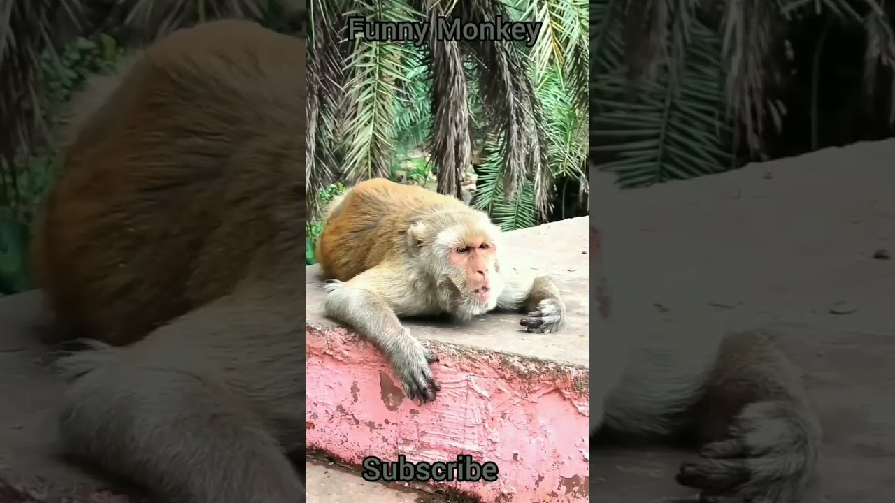 Funny Indian monkey 😍 Monkey Dance 