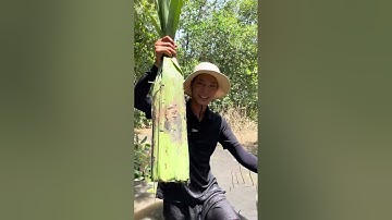 Đặt cá thòi lòi, kho tiêu, nấu canh chua cùng mình nha !