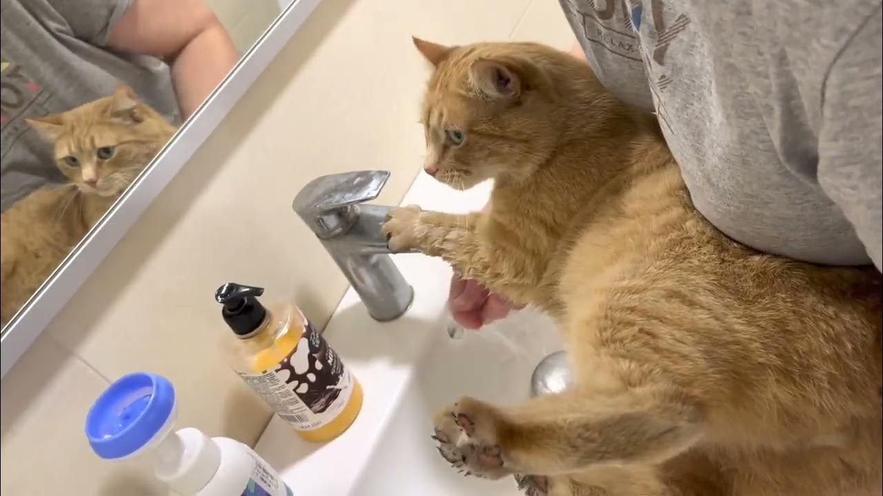 How Do I Wash My Cat s Paws YouTube how-do-i-wash-my-cat-s-paws-youtube
