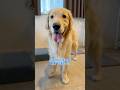 \( •ω•´ )/みてたー? #大型犬 #ゴールデンレトリバー