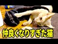 めっちゃ仲良くなって、ずっと離れない猫
