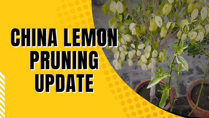 China Lemon Plant Pruning Guide For Healthy 2024