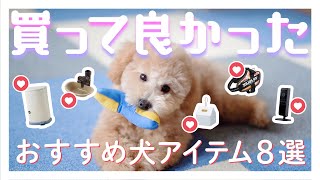 買って良かった！おすすめ犬アイテム８選【トイプードルのちゃむ】