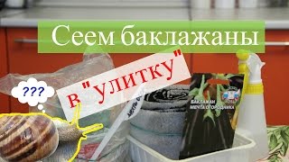 Сеем баклажаны в 