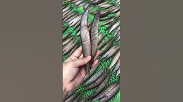 Khô Cá Chạch Đồng 3 Nắng Ngon Lắm Khách Ơi