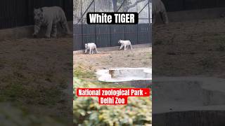 White TIGERS marching ahead wildlife tiger travel vlog animals shorts shortsfeed viral