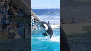 ルーナのキレッキレルーピングキック!! #Shorts #鴨川シーワールド #シャチ #kamogawaseaworld #orca #killerwhale