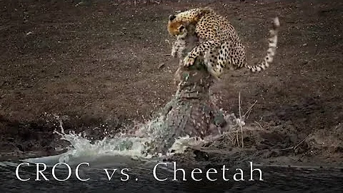 The Most Shocking Thing Happened - Crocodile VS Cheetah Cub #motivation #attitude