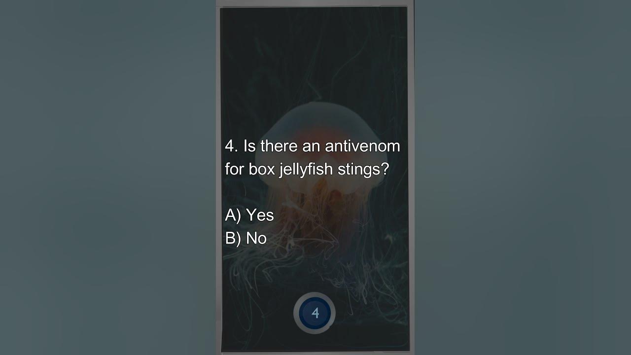 Answer 5 Interesting questions about Box Jellyfish Box jellyfish 
