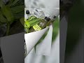thanks for more subscribe and live stream