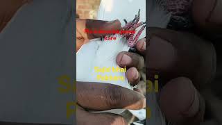 Shok the sambhaliya kabutari ka #khatro ki khiladi #Desi #madrsi #pakbarakabutar