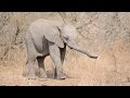 Baby Elephant Confused By Own Trunk