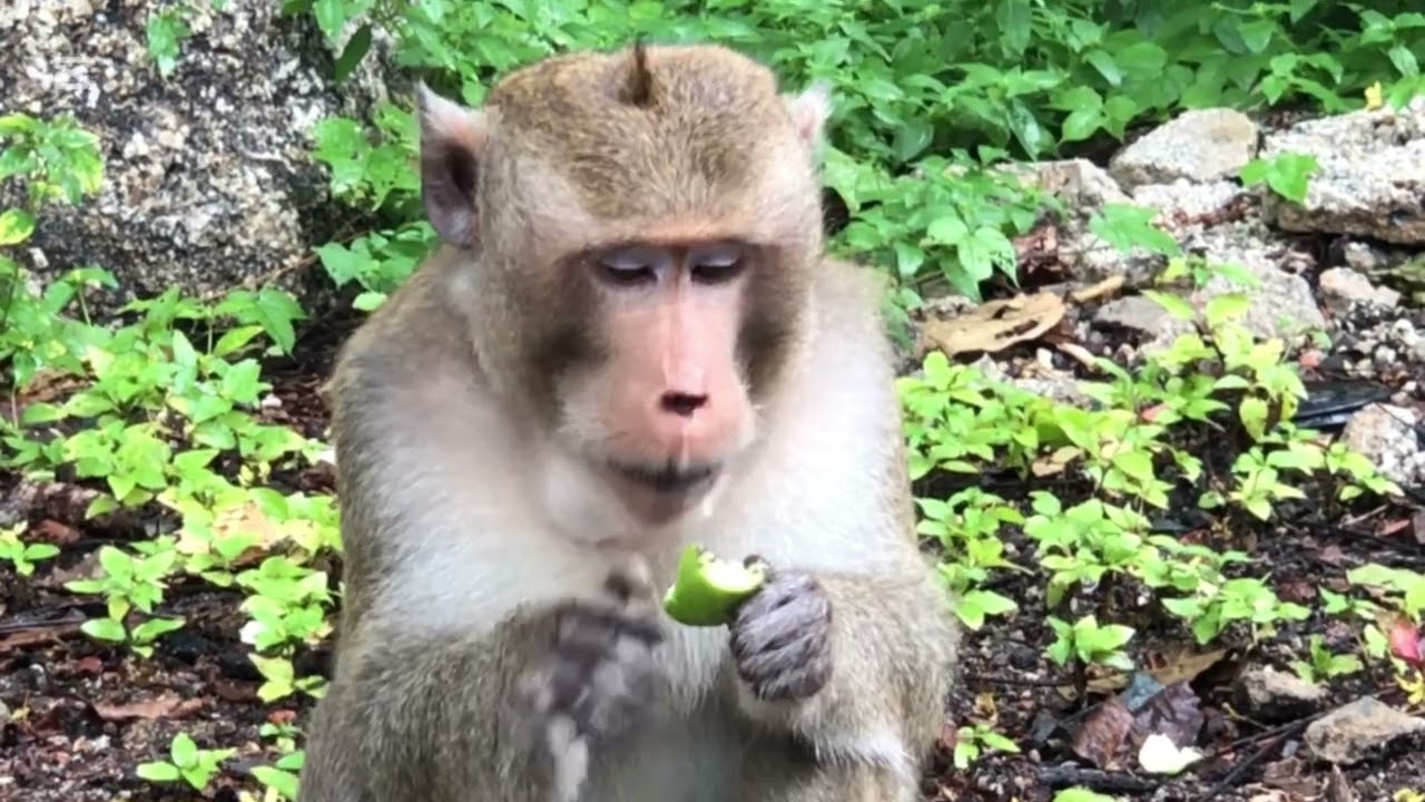 The Nice amazing look so cute monkey eating at Tamao zoo Guide For Everyone