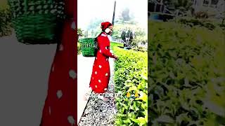 #darjiling #love #travel #shortvideo